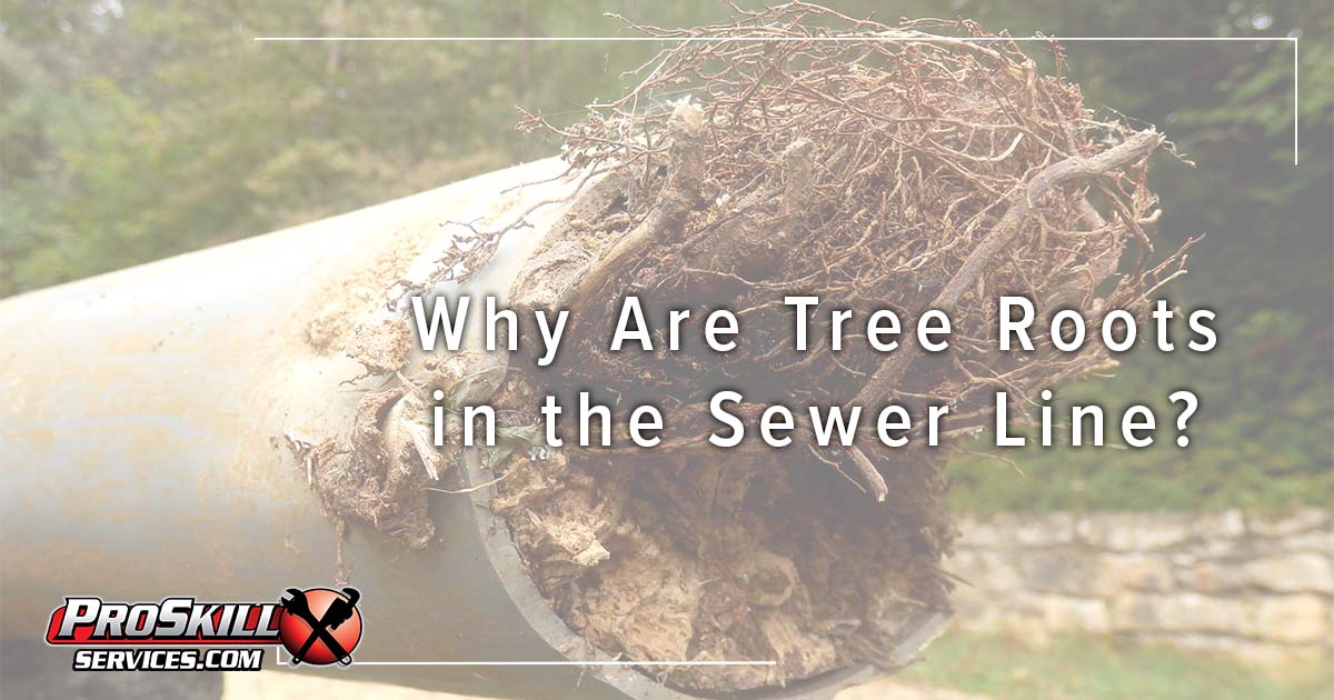 Why Are Tree Roots in the Sewer Line?